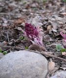 Petasites hybridus. Расцветающее растение. Москва, Аптекарский огород, теневой сад. 29.03.2026.