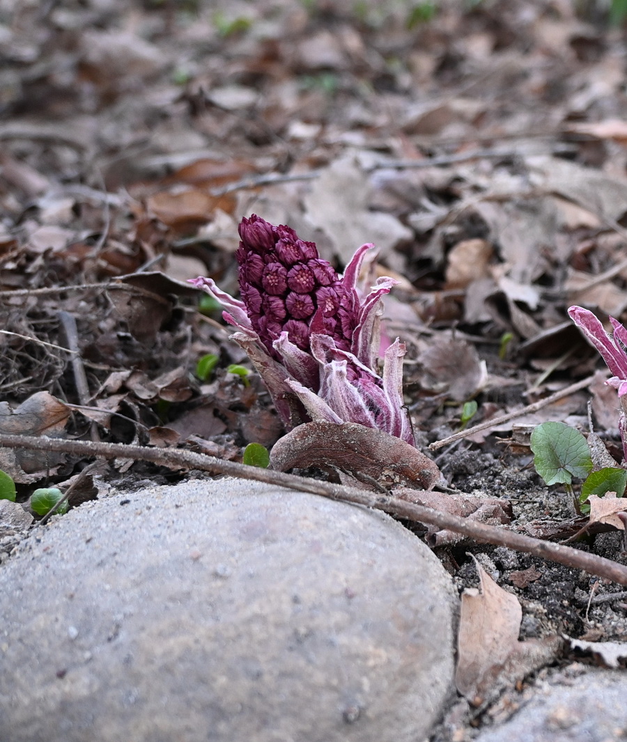 Изображение особи Petasites hybridus.