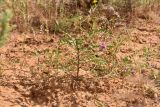 Astragalus oxyglottis. Цветущее и плодоносящее растение. Астраханская обл., Приволжский р-н, окр. пос. Кизань, западный склон бэровского бугра Кара-Тюбе. 08.05.2026.