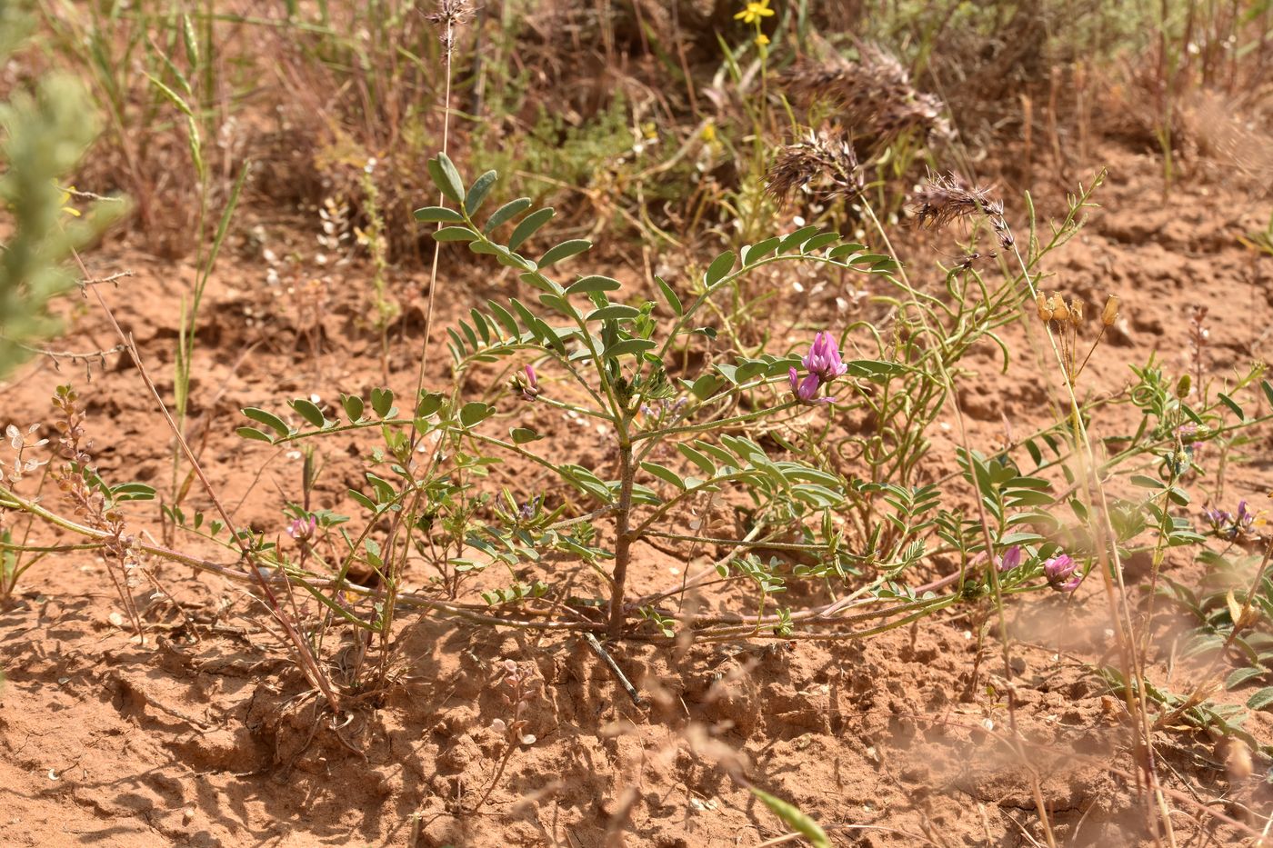 Изображение особи Astragalus oxyglottis.