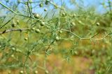 Asparagus inderiensis. Часть веточки с незрелыми плодами. Астраханская обл., Наримановский р-н, окр. с. Николаевка, опустыненная степь, склон солонцеватой низины. 04.06.2026.