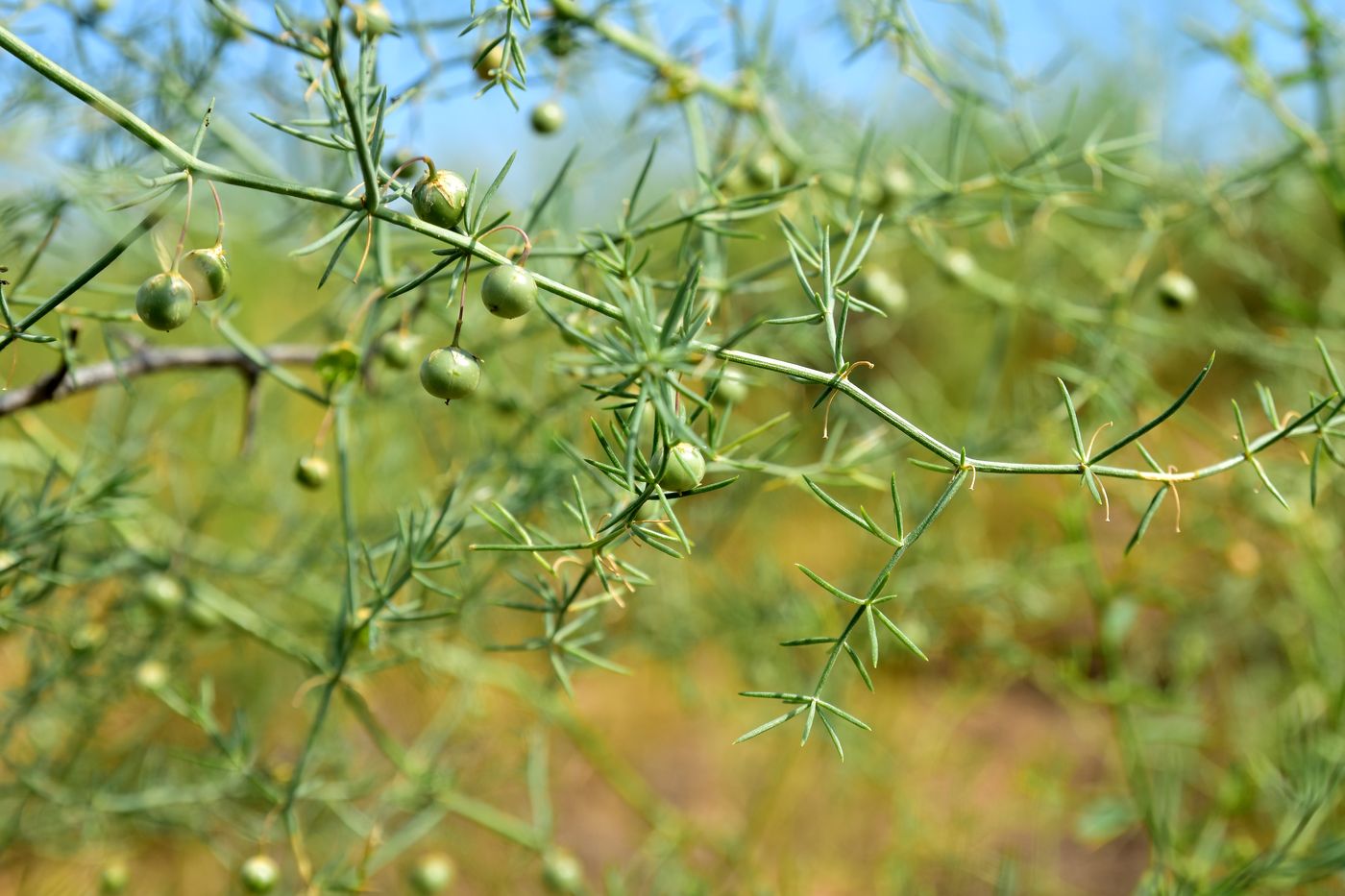 Image of Asparagus inderiensis specimen.