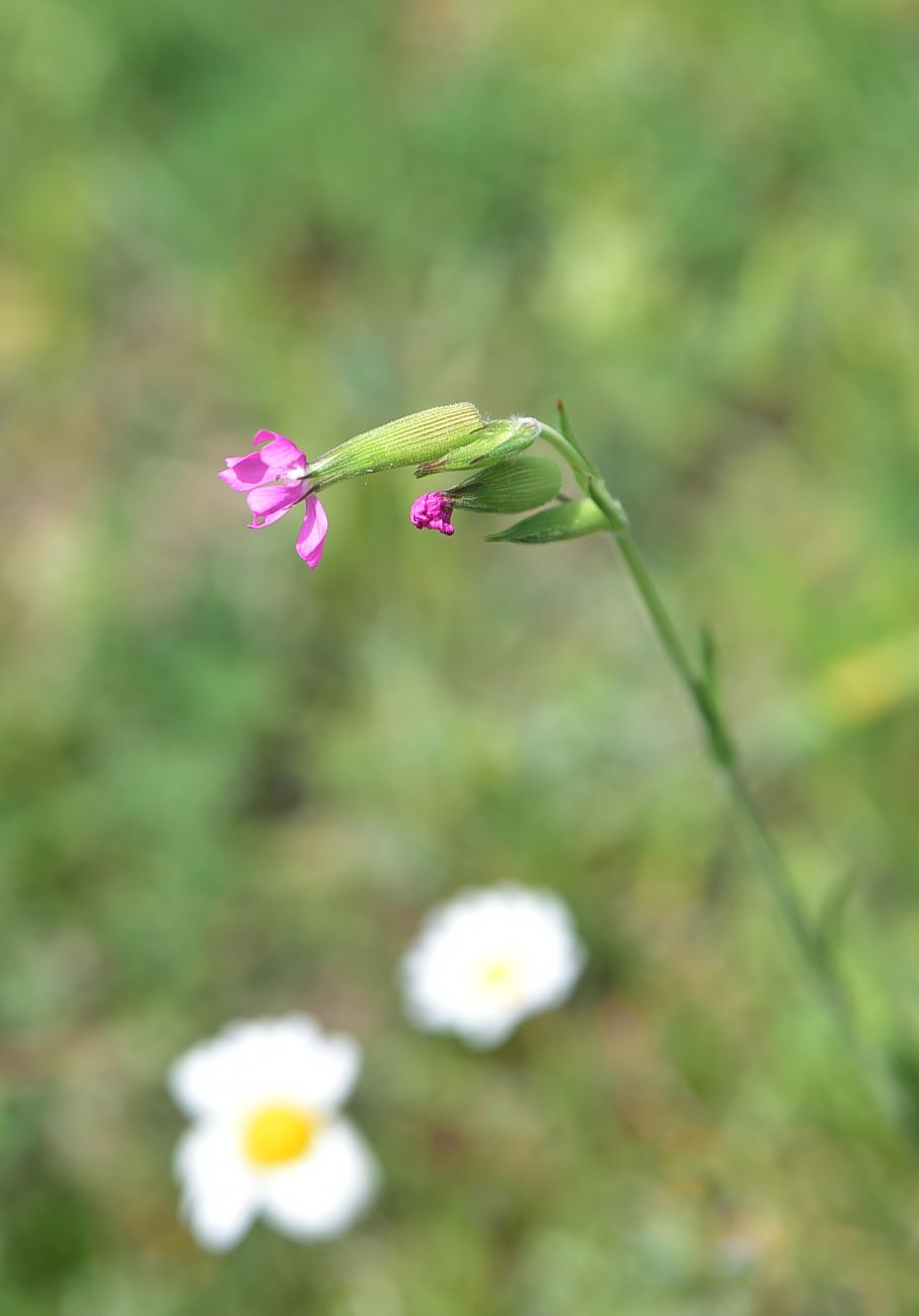 Image of genus Pleconax specimen.