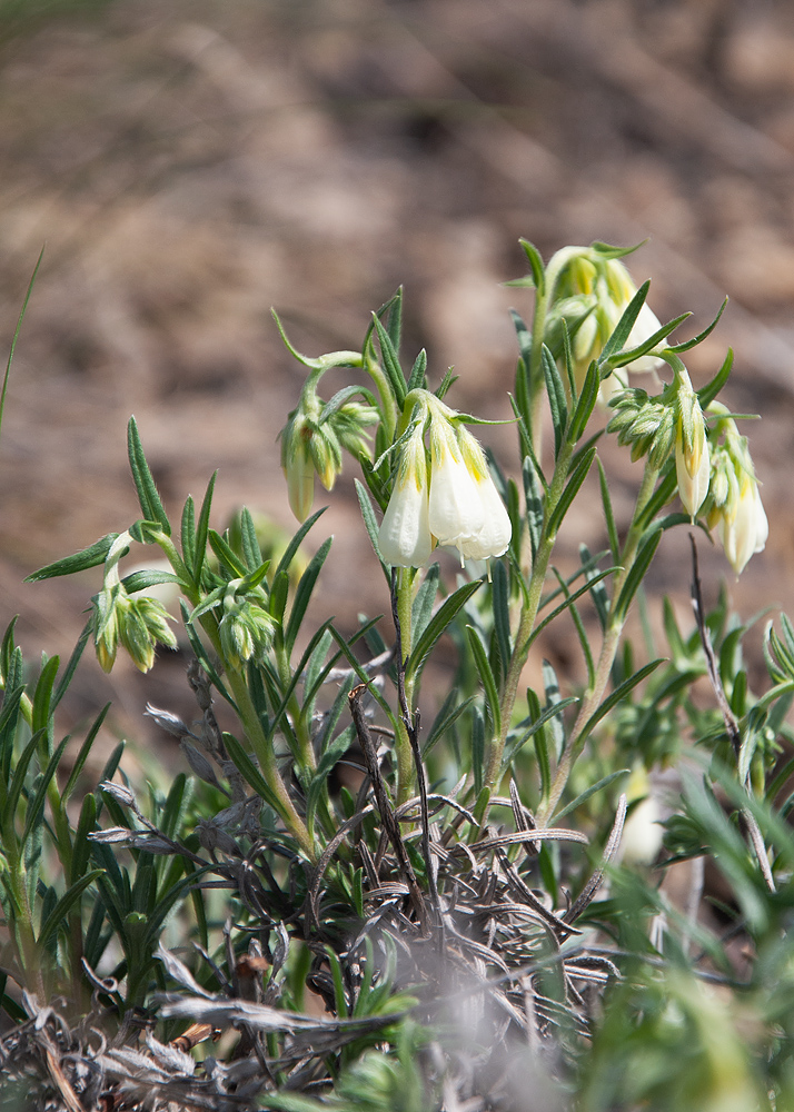 Image of Onosma simplicissima specimen.