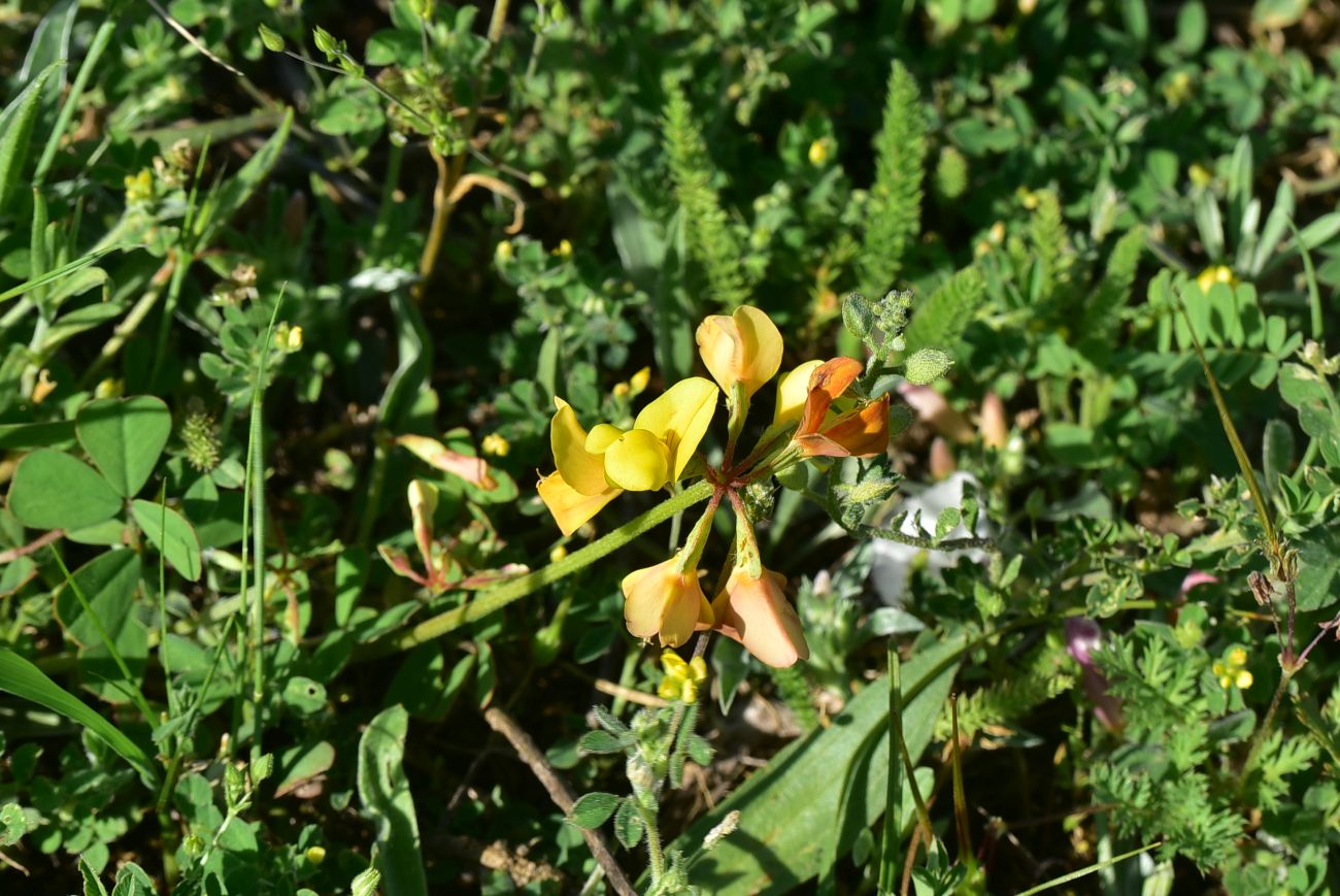 Image of Unknown species specimen.