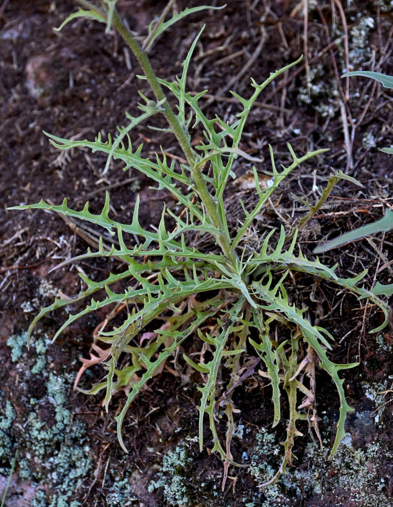 Image of Crepis vesicaria ssp. andryaloides specimen.