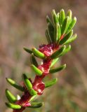 Empetrum nigrum