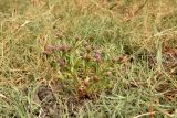 Sphaeranthus strobilifer