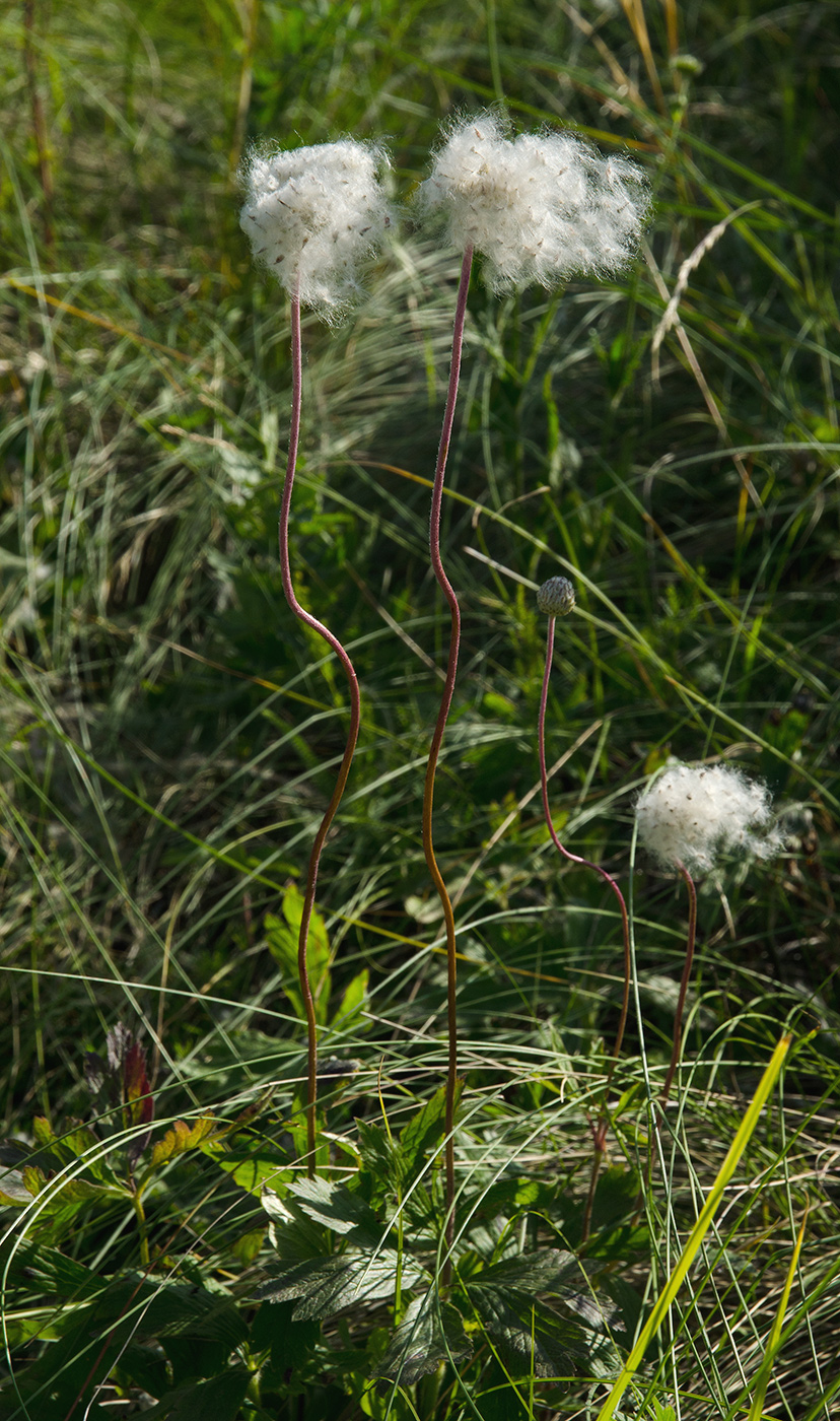 Image of Anemone sylvestris specimen.