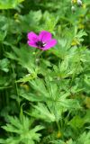 genus Geranium. Верхушка цветущего и бутонизирующего побега. Турция, ил Артвин, окр. дер. Кашикли, склон, который спускается к р. Корпусу от мечети, луг. 12 июня 2026 г.