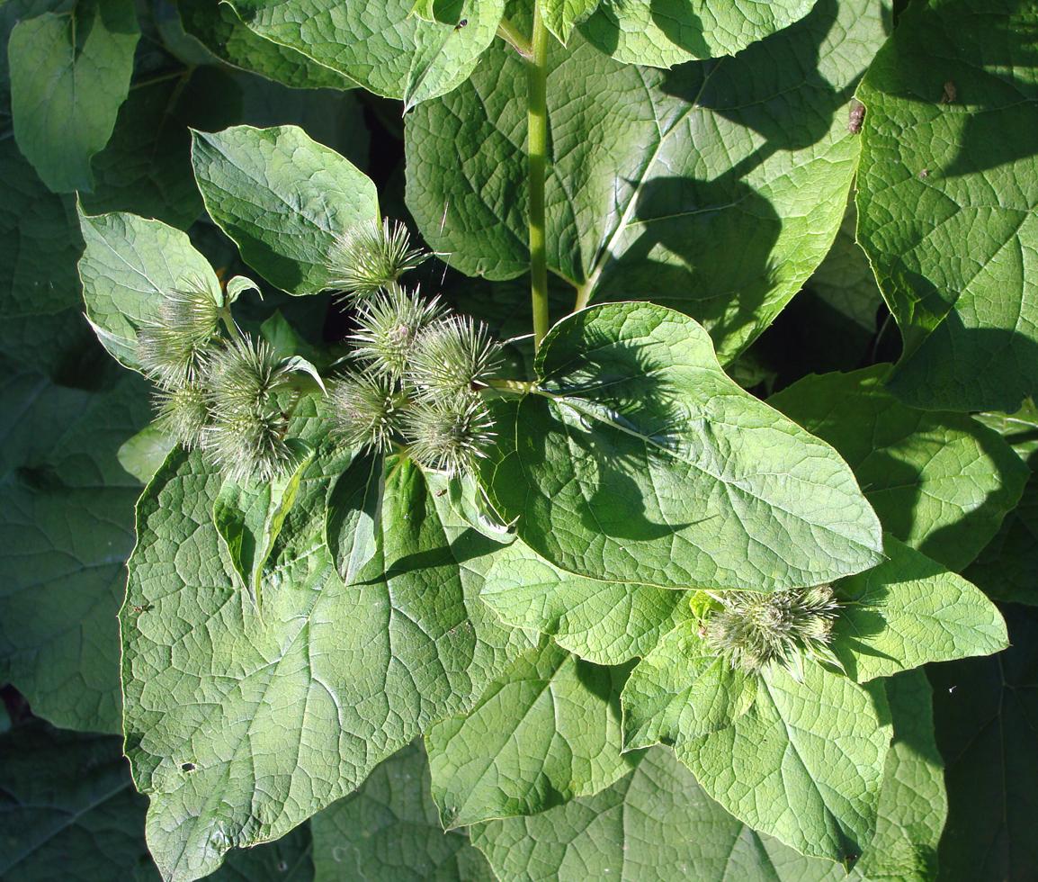 Изображение особи род Arctium.