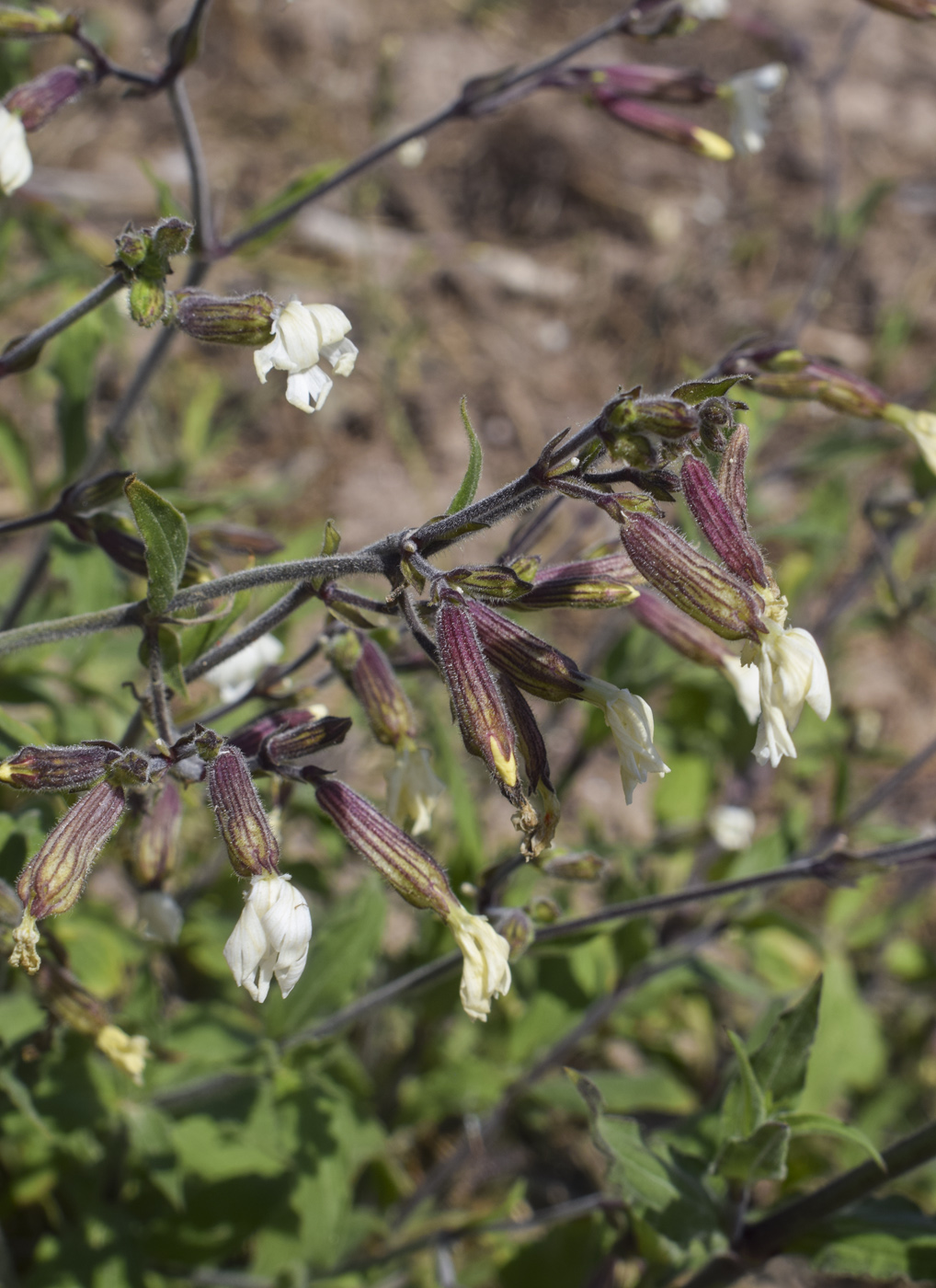 Image of genus Silene specimen.
