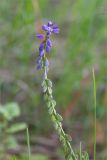род Polygala