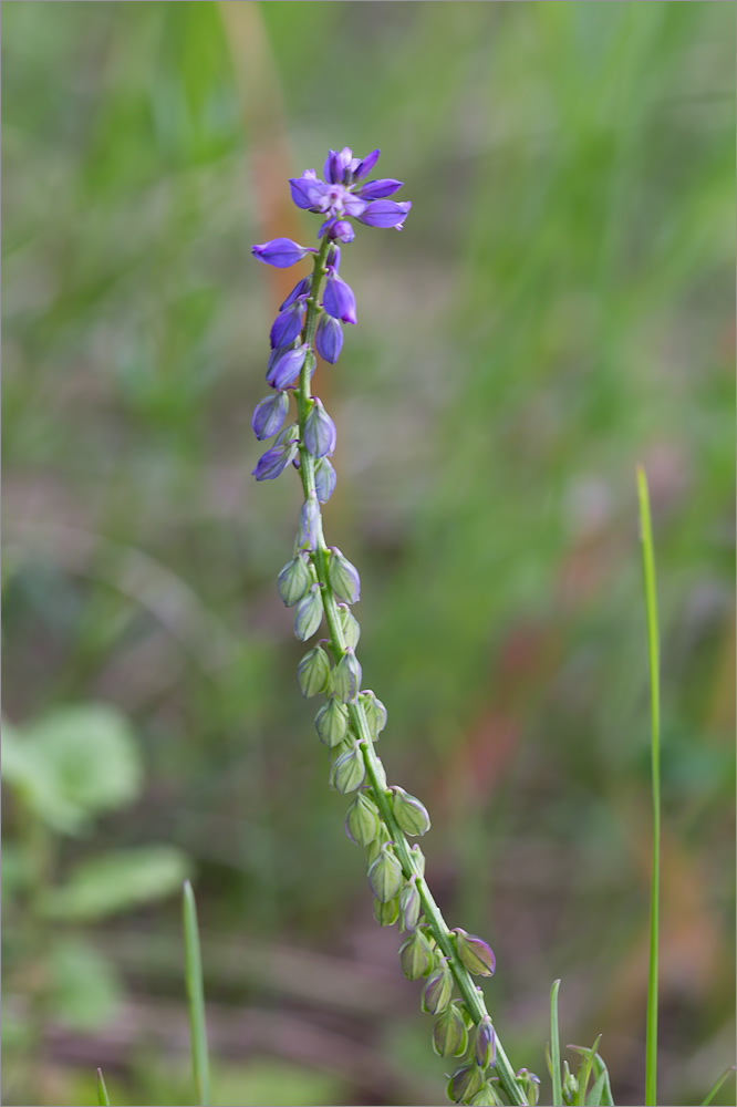 Изображение особи род Polygala.
