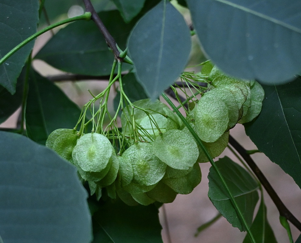 Изображение особи Ptelea trifoliata.
