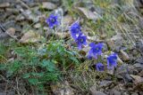 genus Aquilegia. Цветущие растения в сообществе с Poa. Хабаровский край, Охотский р-н, окр. горы Тумусах, 800 м. н.ум., щебёночная осыпь у горного озера. 25.08.2026.