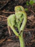 Pteridium subspecies sibiricum