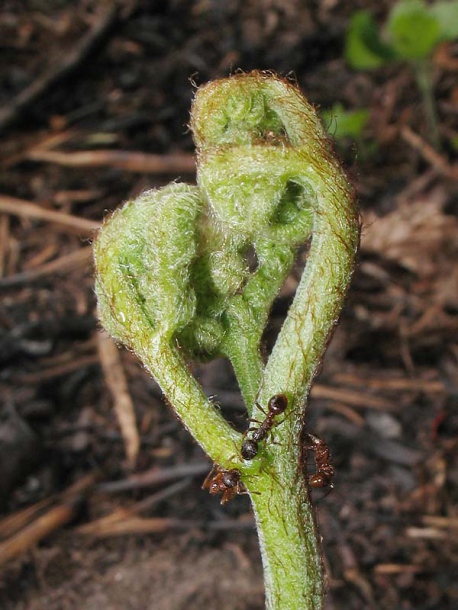 Изображение особи Pteridium pinetorum ssp. sibiricum.