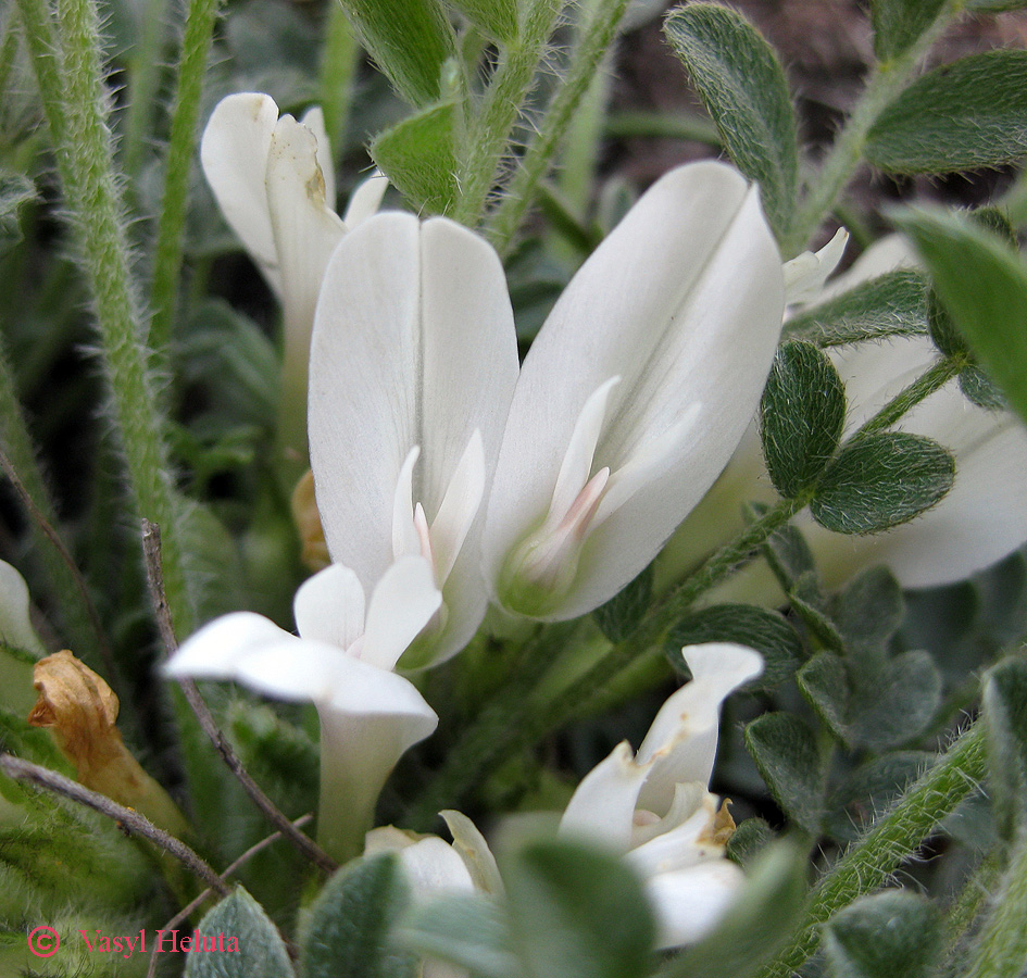 Изображение особи Astragalus rupifragus.