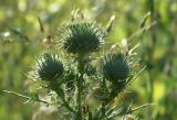 Cirsium vulgare. Нераскрывшиеся корзинки на верхушке стебля. Московская обл., Раменский р-н, окр. дер. Хрипань, под высоковольтной линией. 29.07.2005.