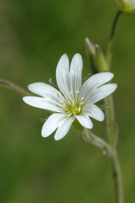 Изображение особи Cerastium pusillum.