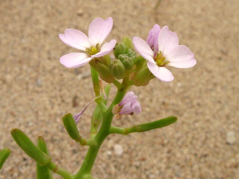 Image of Cakile maritima specimen.