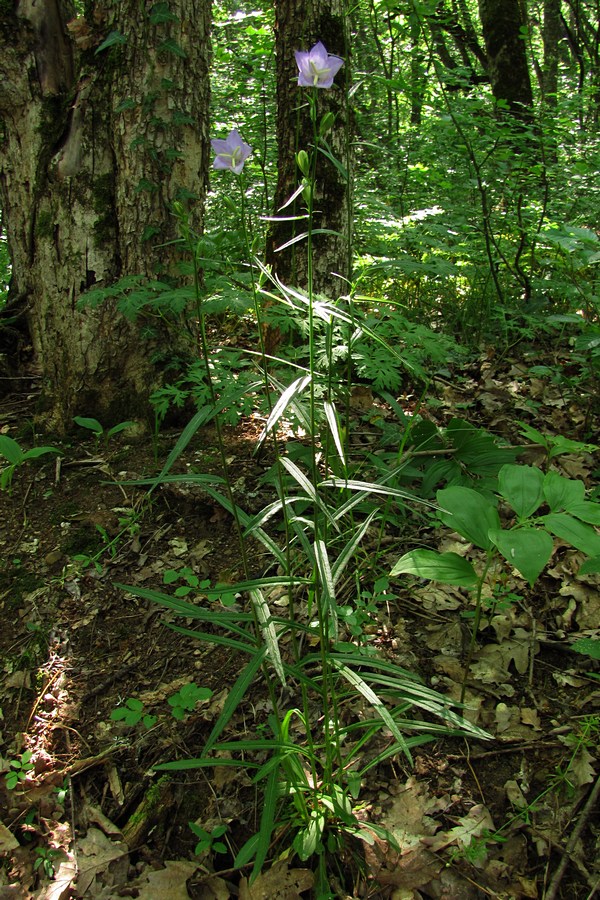 Image of Campanula persicifolia specimen.