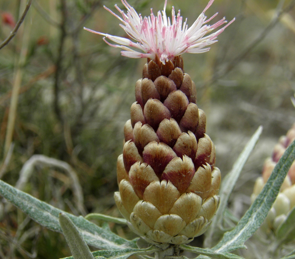 Image of Rhaponticum coniferum specimen.