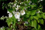 Malus baccata