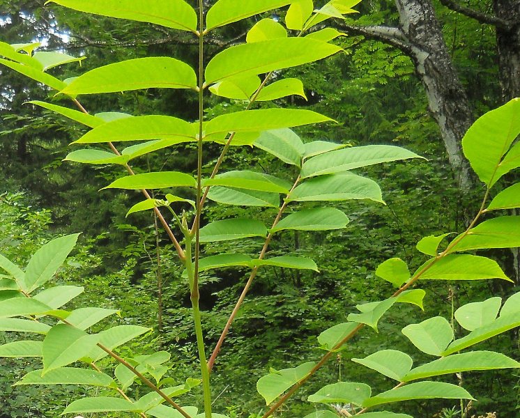 Image of Juglans mandshurica specimen.