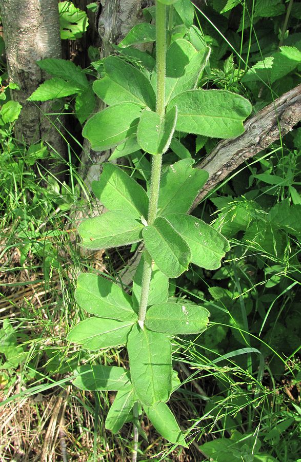 Image of Lysimachia vulgaris specimen.