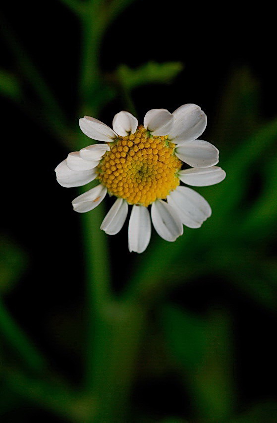 Изображение особи Pyrethrum parthenium.