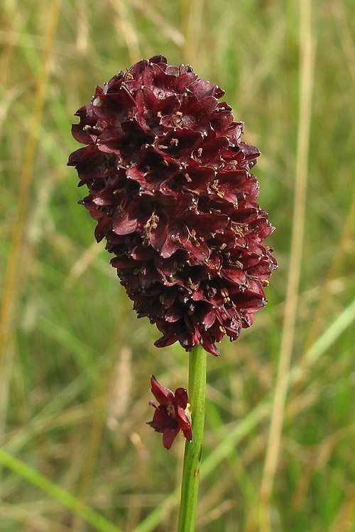 Изображение особи Sanguisorba officinalis.