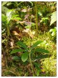 Chimaphila umbellata