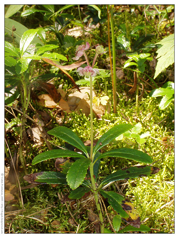 Image of Chimaphila umbellata specimen.