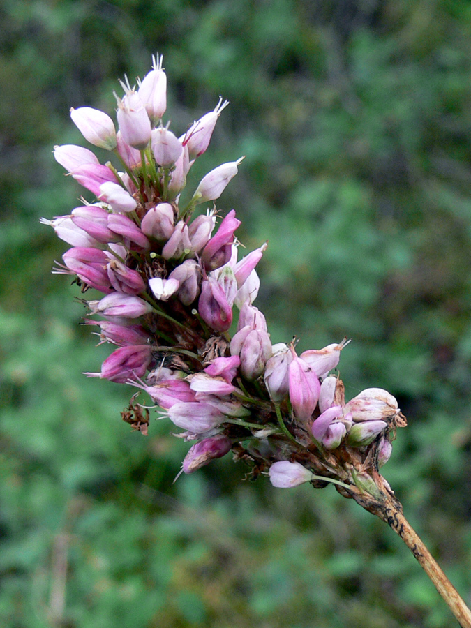 Изображение особи Bistorta officinalis.