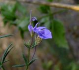 Teucrium procerum