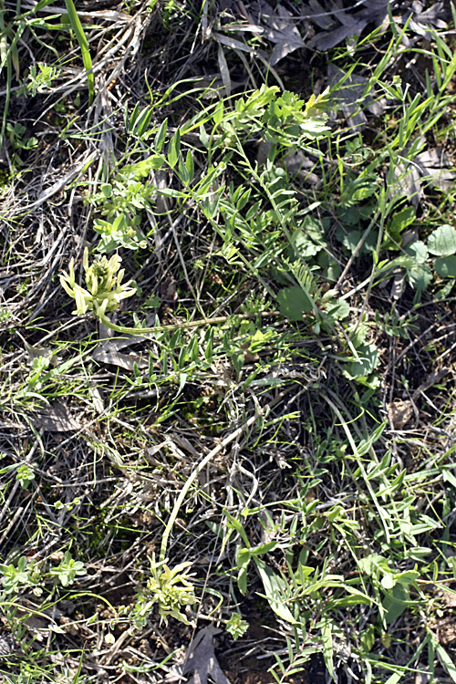 Image of Astragalus hissaricus specimen.