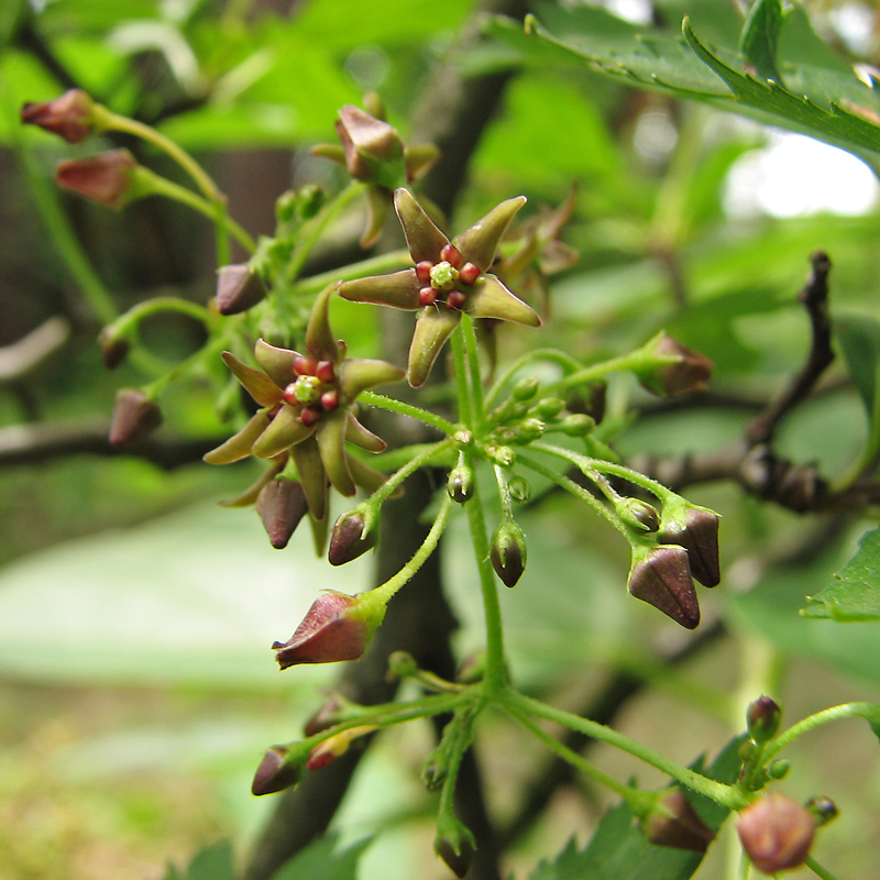 Image of Vincetoxicum scandens specimen.