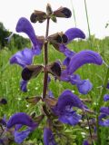 Salvia pratensis. Верхушка соцветия. Крым, Симферополь, Долгоруковская яйла. 12 июня 2011 г.