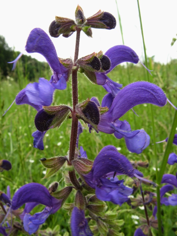 Image of Salvia pratensis specimen.