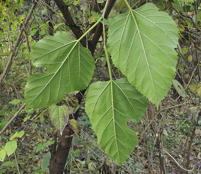 Изображение особи Morus alba.