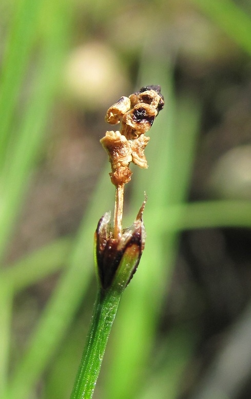 Image of Equisetum scirpoides specimen.