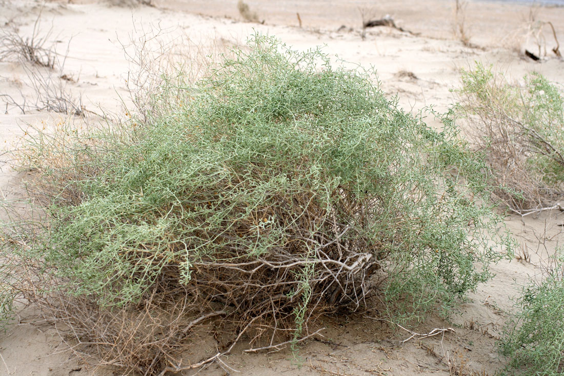 Image of Zygophyllum eichwaldii specimen.