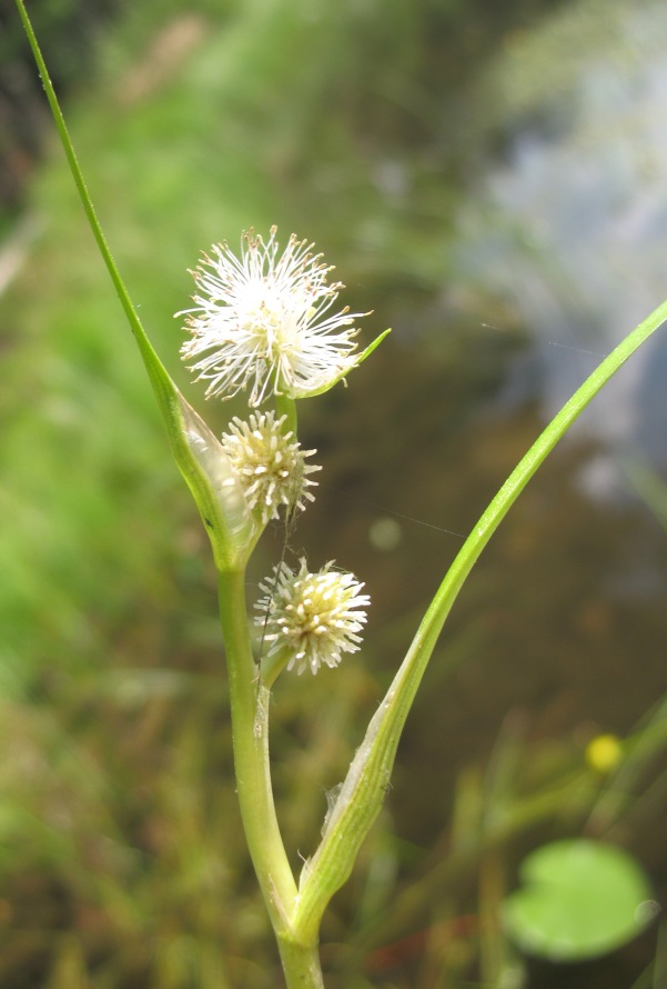 Image of Sparganium angustifolium specimen.