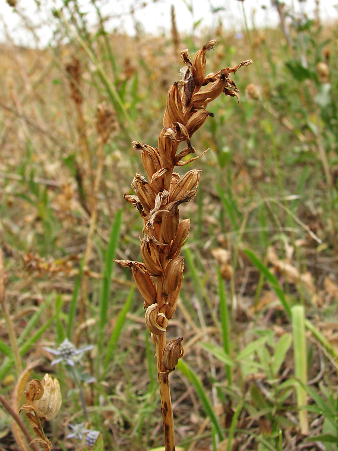 Image of familia Orchidaceae specimen.