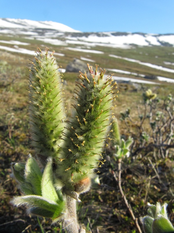 Изображение особи Salix lanata.