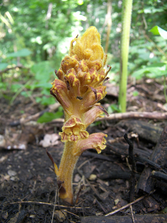 Изображение особи Orobanche laxissima.