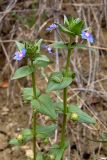 Anagallis foemina