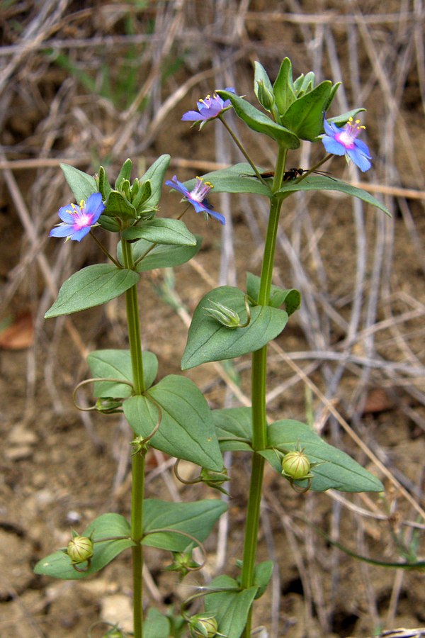 Изображение особи Anagallis foemina.